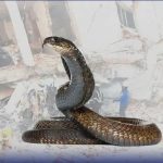 缅甸地震后毒蛇“大逃亡”，千万要警惕-博彩投注网-博彩技巧-博彩策略